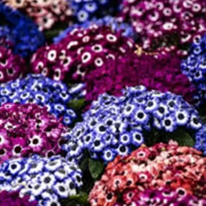Purchase vegetable seeds