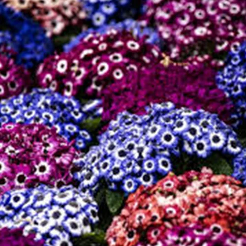 Purchase vegetable seeds