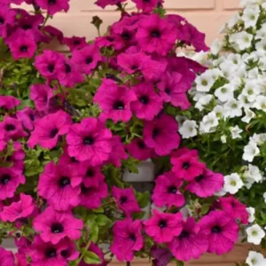 Buy vegetable seeds