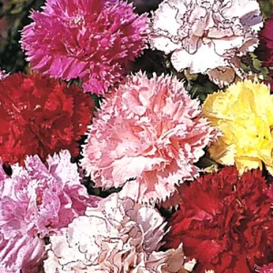 High-quality organic seeds online
