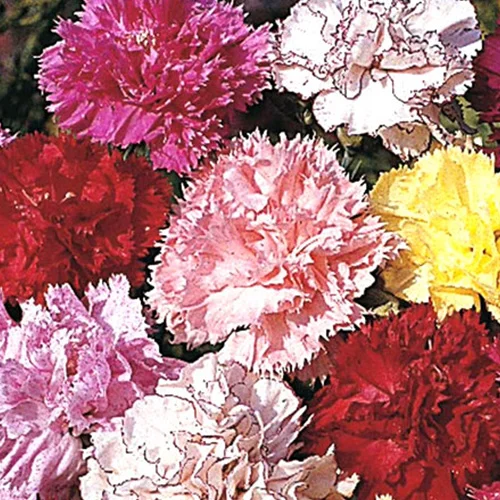 High-quality organic seeds online