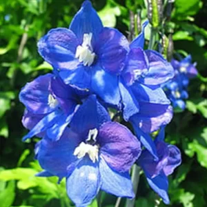 Organic seeds for sale online