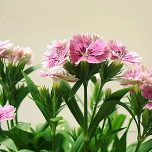 Shop for organic seeds online