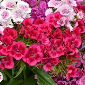 Organic seed store online