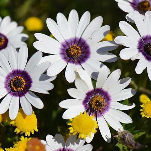 Order organic seeds online