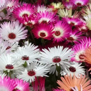 Buy vegetable seeds online