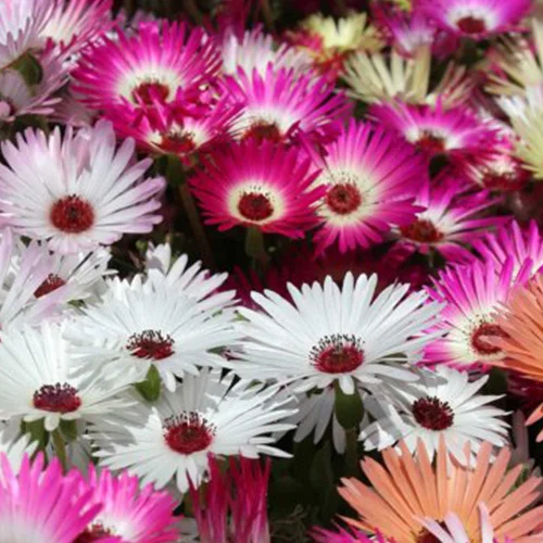 Buy vegetable seeds online