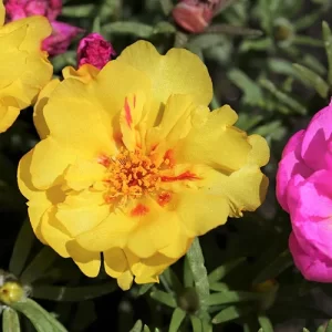 Non-GMO organic vegetable seeds online