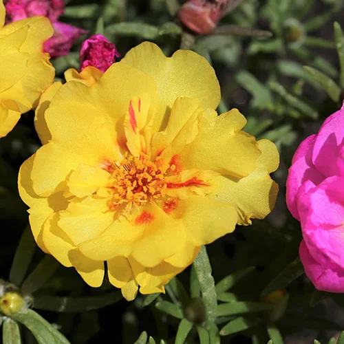 Non-GMO organic vegetable seeds online