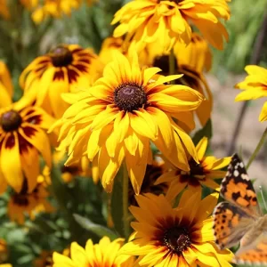 Environmentally friendly vegetable seeds online