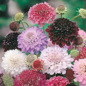 Recommended vegetable seed suppliers