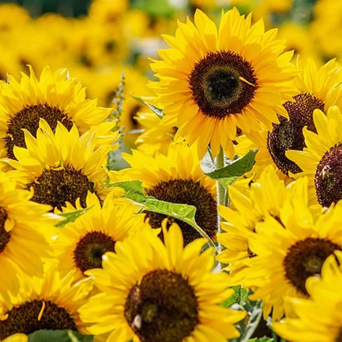 Affordable vegetable seeds