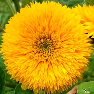 Heirloom vegetable seeds for sale