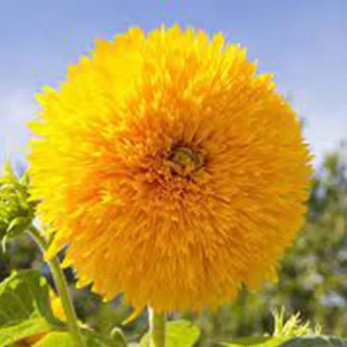 Organic vegetable seeds for sale