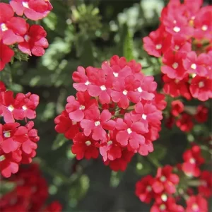 Indian agriculture seeds