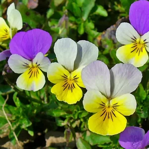 seeds online shopping