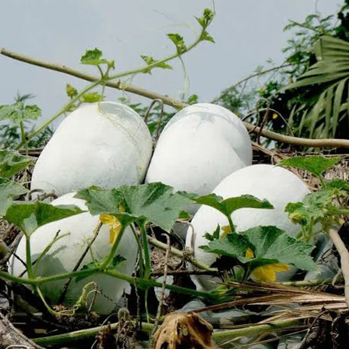 Organic seeds for sale