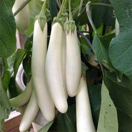 Organic plant seeds