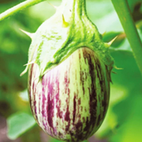 Indigenous plant seeds