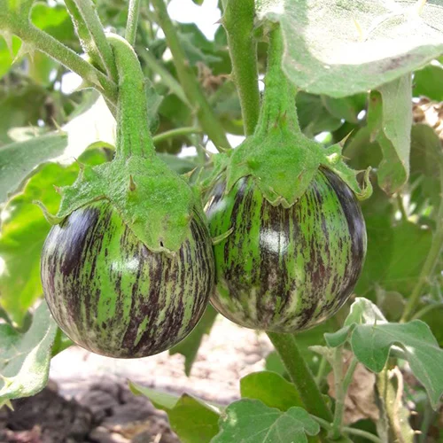 Native crop seeds