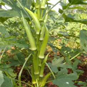 Exceptional vegetable seeds online