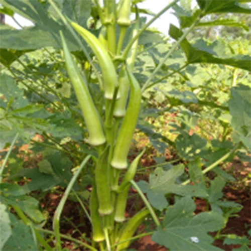 Exceptional vegetable seeds online