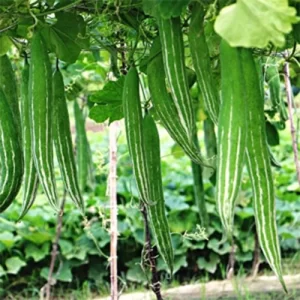 Sam's garden inspiration
