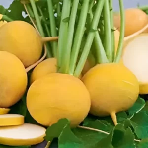 Traditional Indian seeds