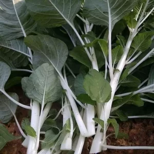 Garden Flower Seeds Online