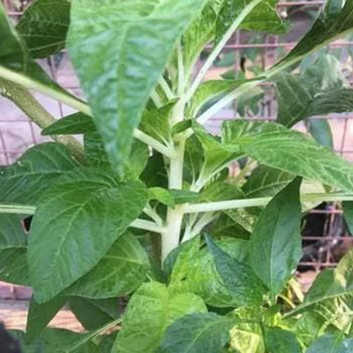 Best flower seeds online