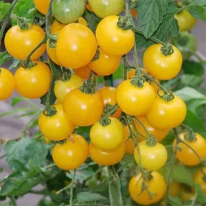 organic vegetable seeds online