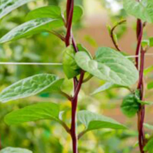 Shop for plant seeds online