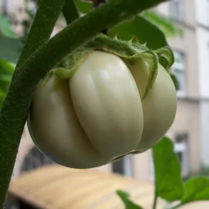 Healthy seeds