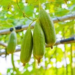 Chemical-free seeds
