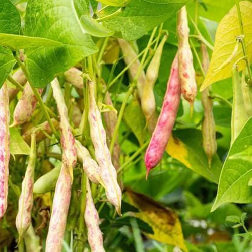 Fresh organic vegetable seeds