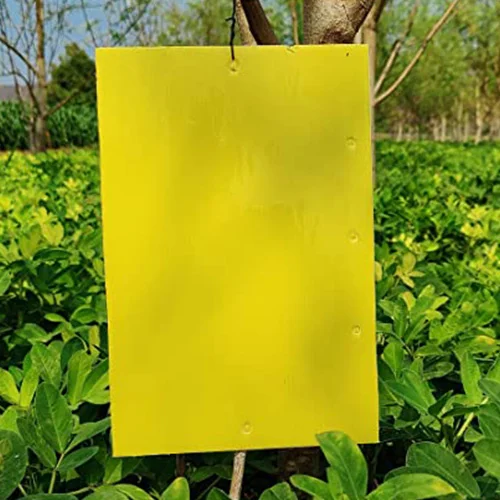 best online vegetable seeds