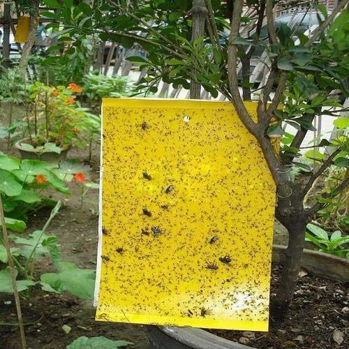 Best online vegetable seeds
