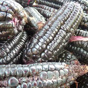Indian seeds online
