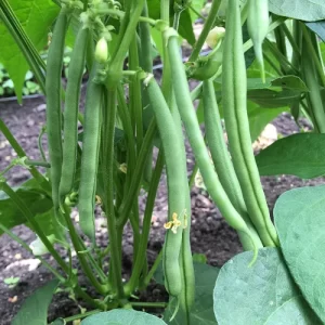 Flower seeds for sale online