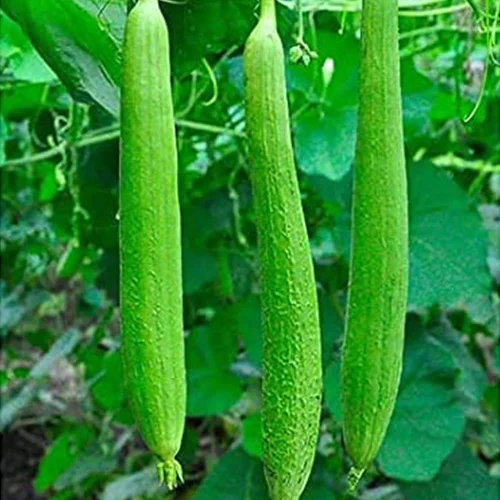 Local vegetable seeds for sale