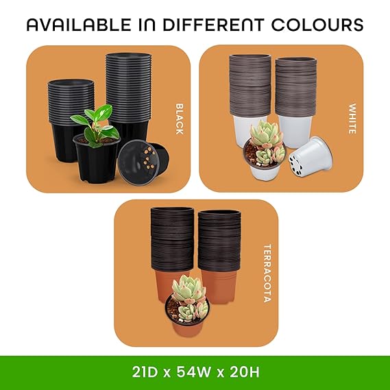 Premium quality vegetable seeds