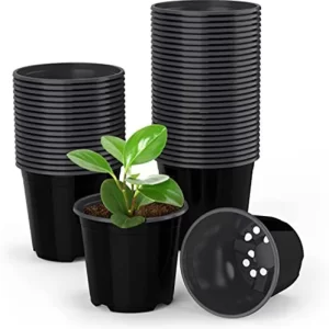 Indigenous seeds online