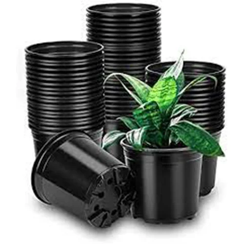 Traditional seeds online