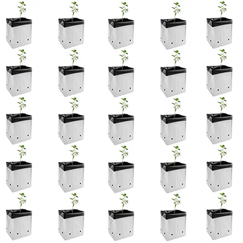 Organic heirloom seeds online