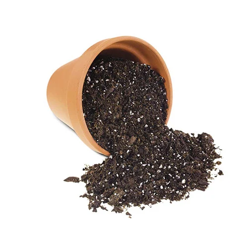 Organic heirloom vegetable seeds online