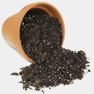 High-quality vegetable seeds online