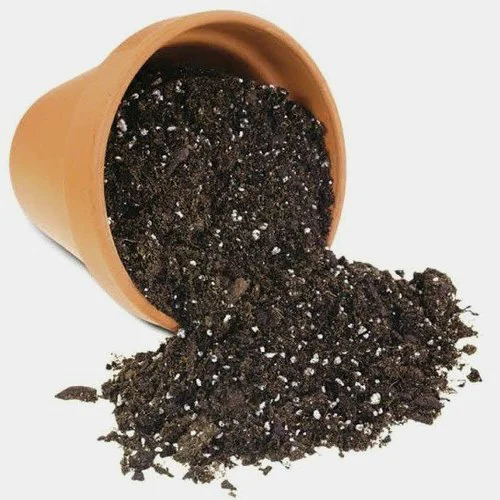 High-quality vegetable seeds online