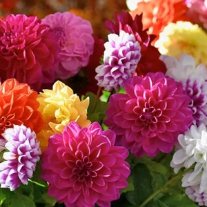 Organic vegetable seeds online