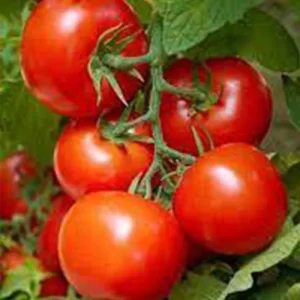 Online flower seed supplier