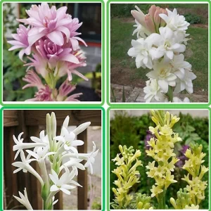 Buy flower seeds online